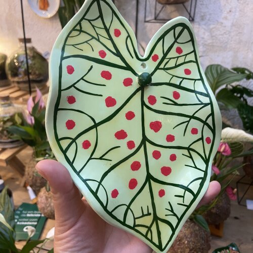 Caladium Strawberry Star