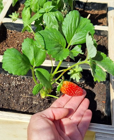 Montessori Hortinha