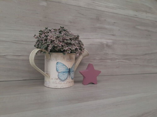 Miniatura Estrela