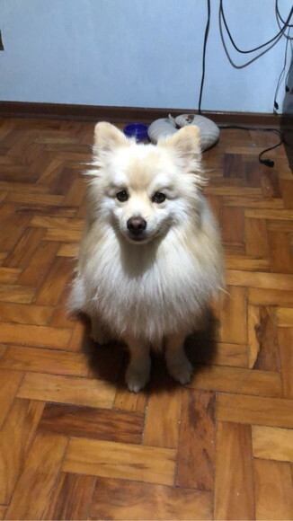 Cachorro em miniatura