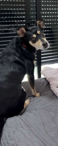 Cachorro em Miniatura para Casamento