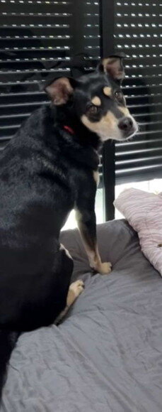 Cachorro em Miniatura para Casamento