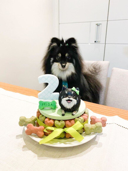 Miniatura de Cachorro Spitz Alemão