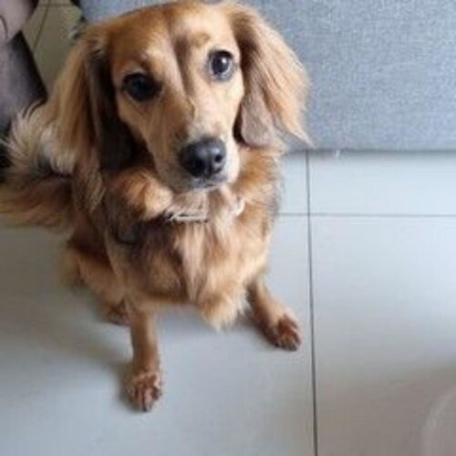 Miniatura de Cachorro em Biscuit para Bolo de Casamento