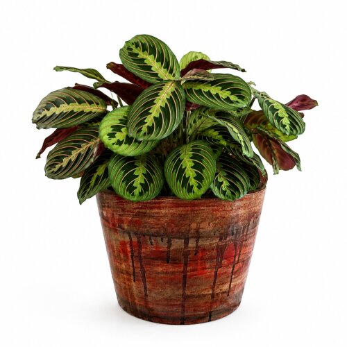 Vaso para plantas
