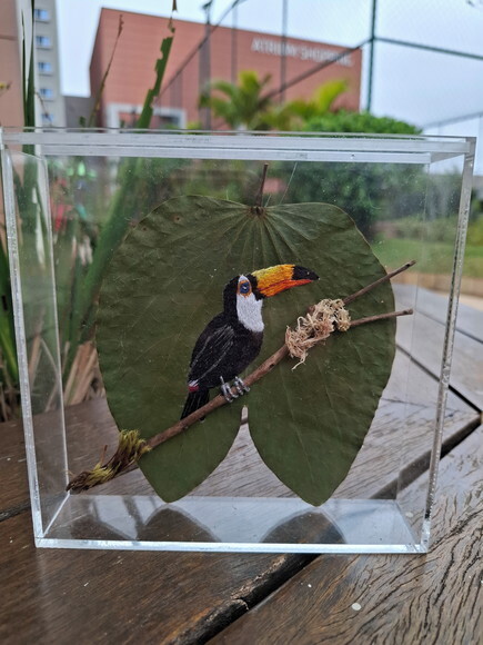 Tucano - Tuco