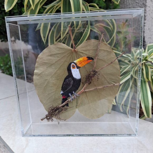 Tucano - Tuco