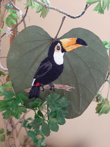Tucano - Tuco