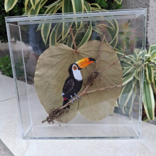 Tucano - Tuco