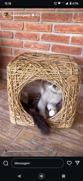 Toca Cubo para Gatos