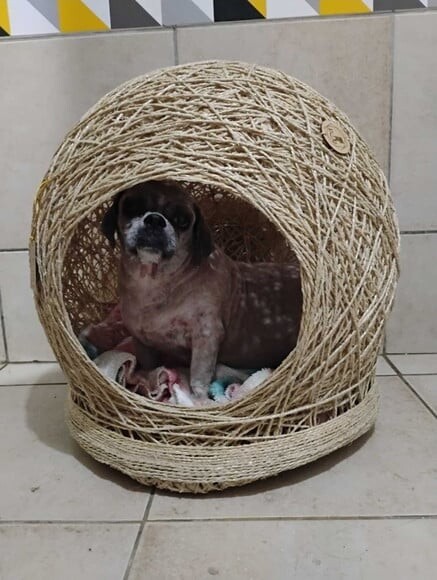 Toca Ninho Gg em Sisal para Cães ou Gatos Grandes