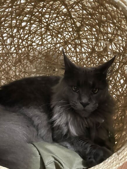 Toca Retrô Pezinho G em Sisal para Gatos Grandes