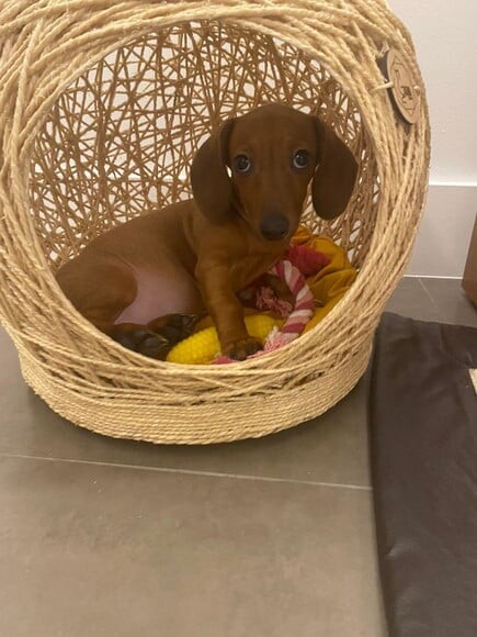 Toca Tamanho m em Sisal para Cães de Pequeno Porte