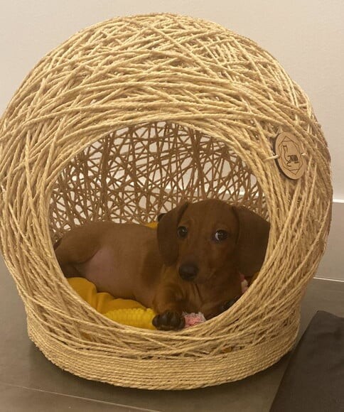 Toca Tamanho m em Sisal para Cães de Pequeno Porte