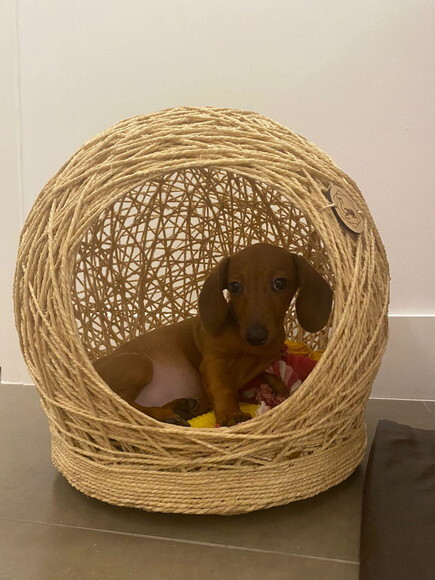 Toca Tamanho m em Sisal para Cães de Pequeno Porte