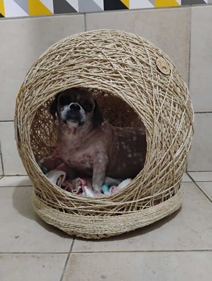 Toca Ninho Gg em Sisal para Cães ou Gatos Grandes