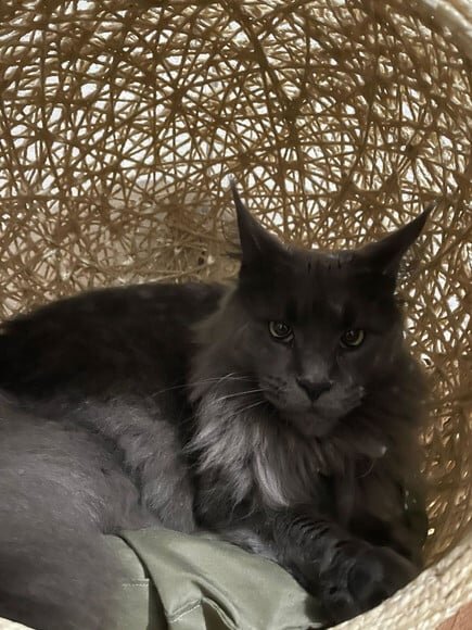 Toca Retrô Pezinho G em Sisal para Gatos Grandes