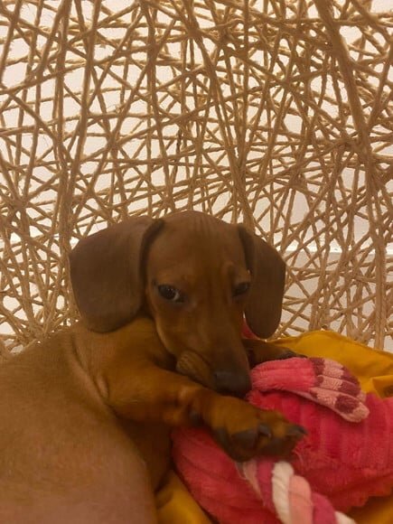 Toca Tamanho m em Sisal para Cães de Pequeno Porte