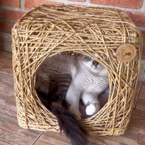 Toca Cubo para Gatos
