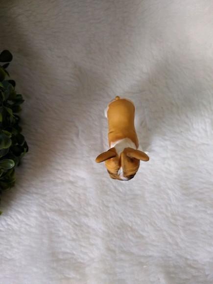 Cachorrinho comeu o bolo