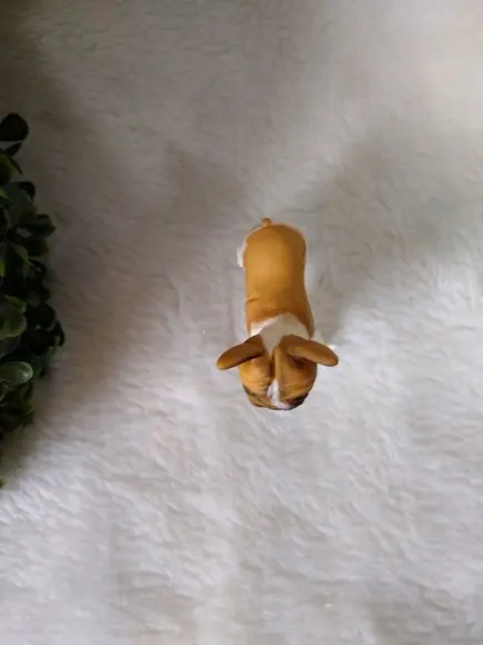 Cachorrinho comeu o bolo