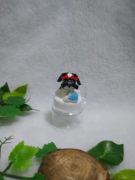 Pote cachorrinho com sapato