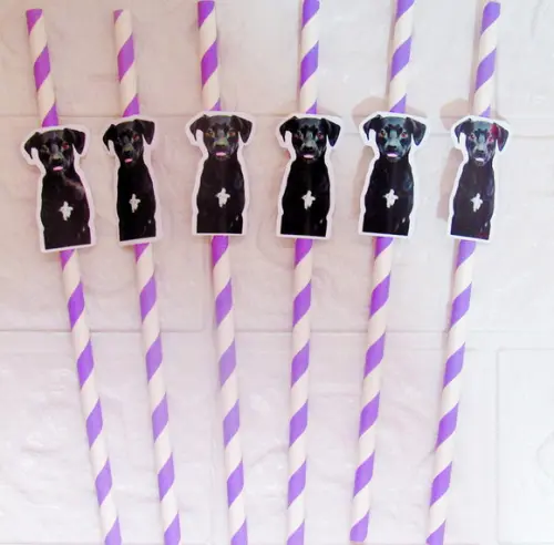 Canudo de Papel com Foto Carinha de Festa Pet