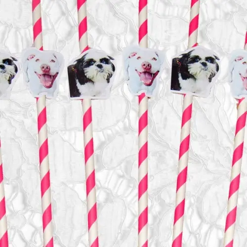 Canudo de Papel com Foto Carinha de Festa Pet