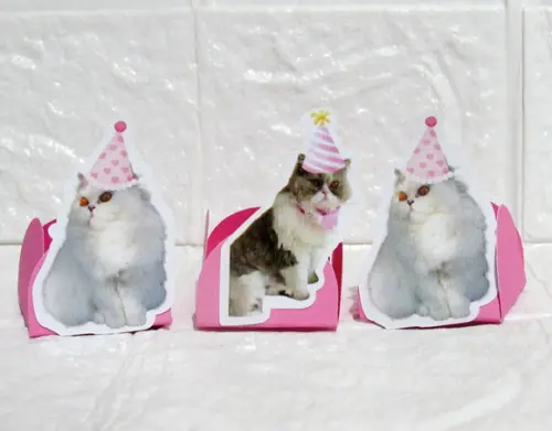 Forminha Carinha de Festa Pet Gatinha