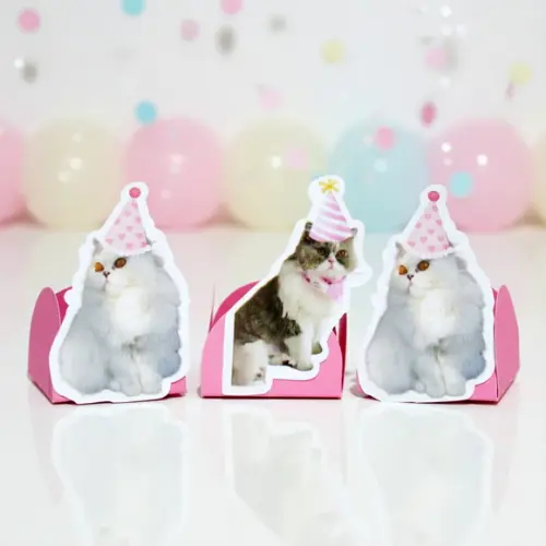 Forminha Carinha de Festa Pet Gatinha