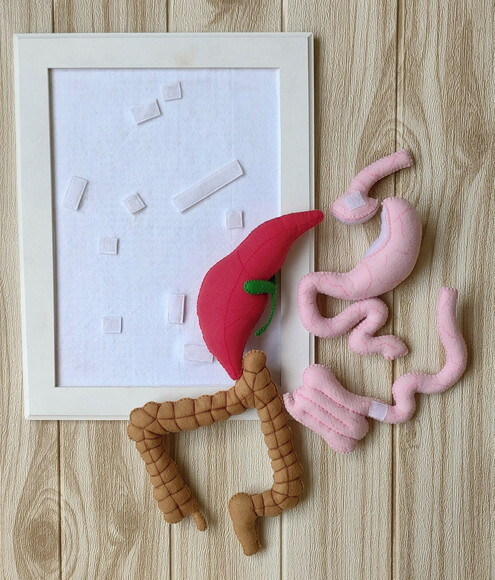 Kit Maquete Cirurgia Bariátrica Sleeve e Bypass de Feltro