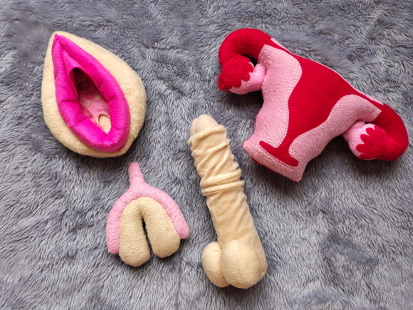 kit didático utero, órgão masculino e vulva(modelo1)