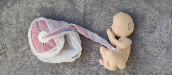Bebê Didático com placenta