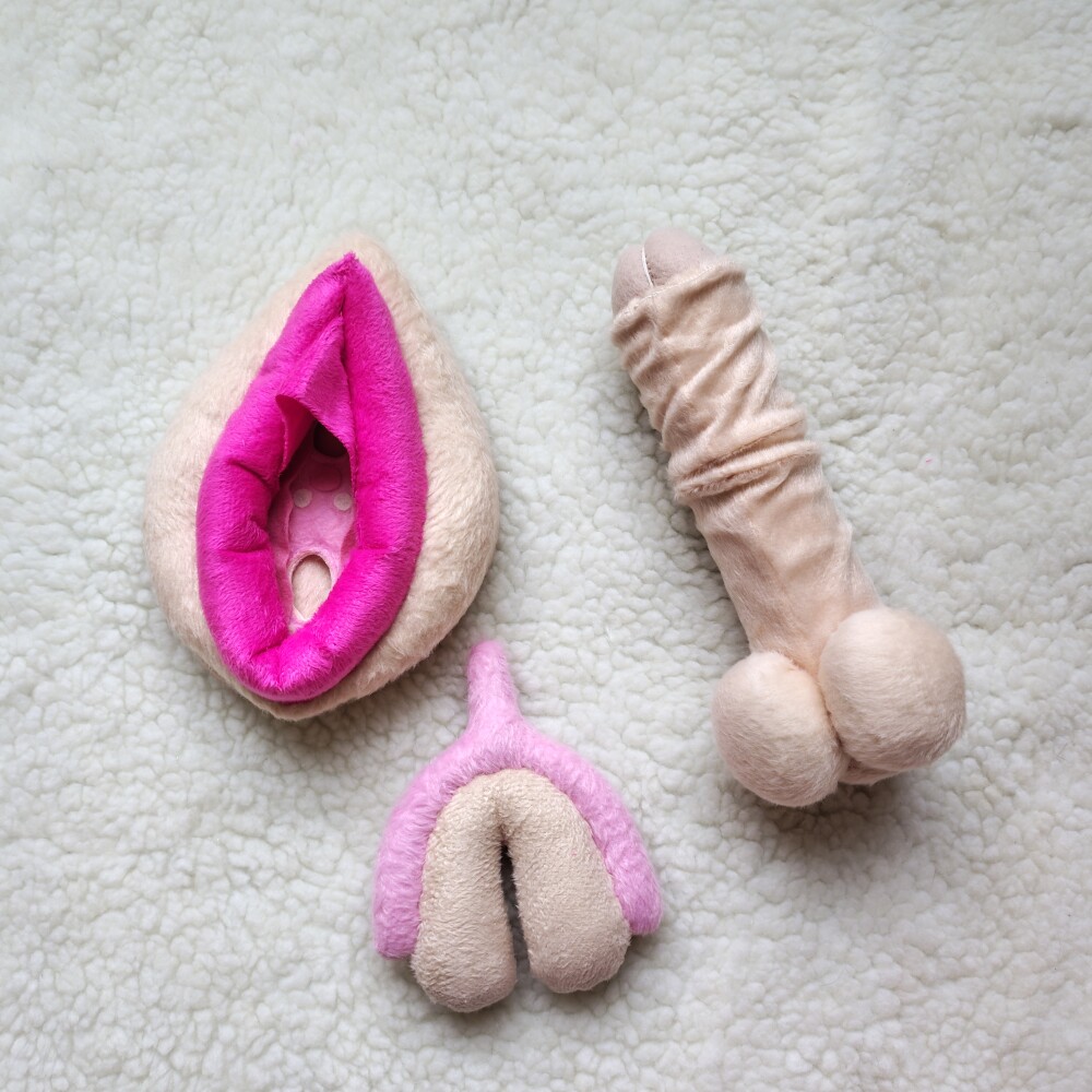 Kit Anatômico Vulva Clássica e órgão masculini  aducativo cor