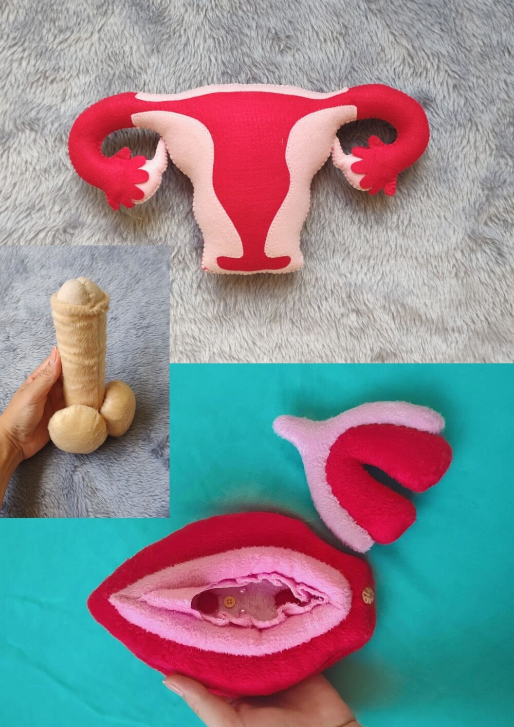 Kit  Vulva anatômica, Útero e órgão masculino  didático  cor