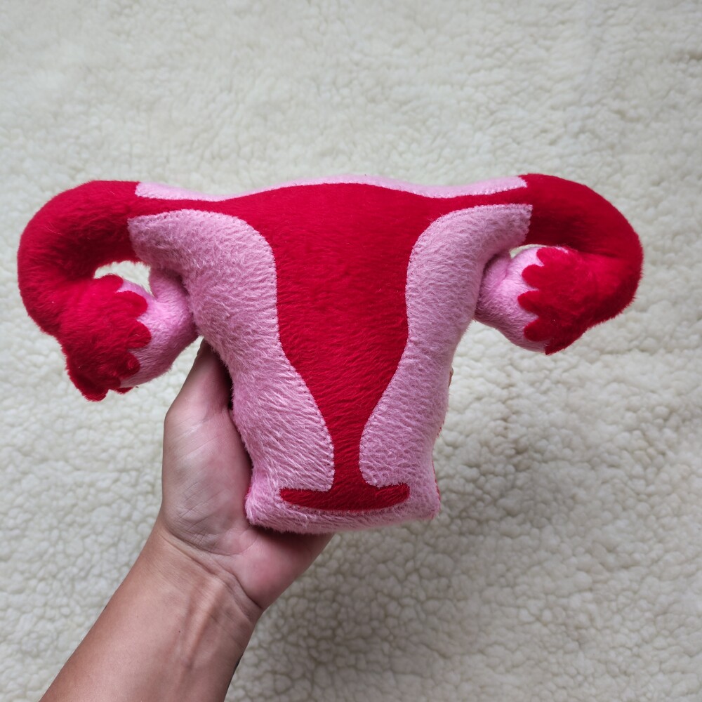 Kit  Vulva anatômica, Útero e órgão masculino  didático  cor
