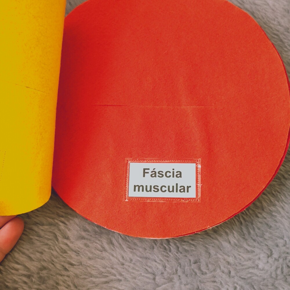 livro simulação camadas da cesárea de feltro