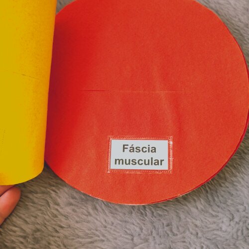 livro simulação camadas da cesárea de feltro