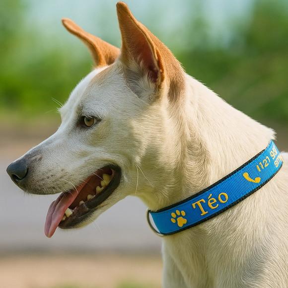 Coleira de Identificação para Cachorro