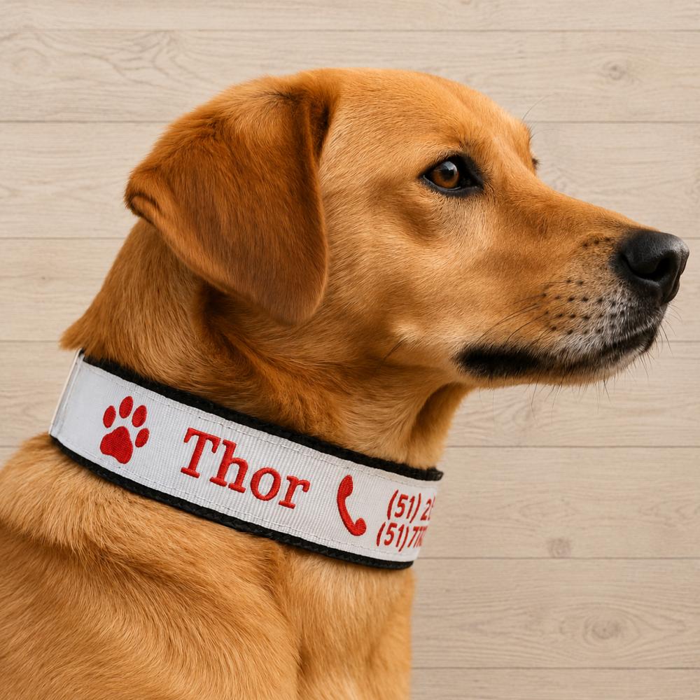 Coleira de Identificação para Cachorro