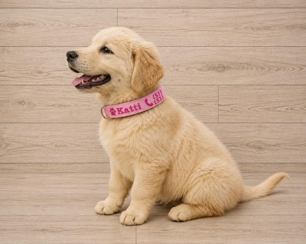 Coleira de Identificação para Cachorro