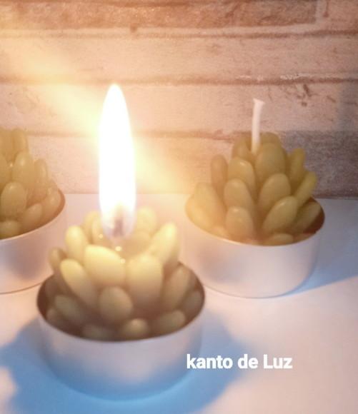 Vela  Suculenta na Latinha