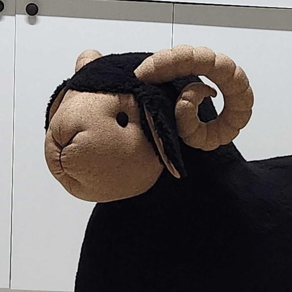 Carneiro com 75 cm