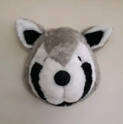 Guaxinim Falsa Taxidermia