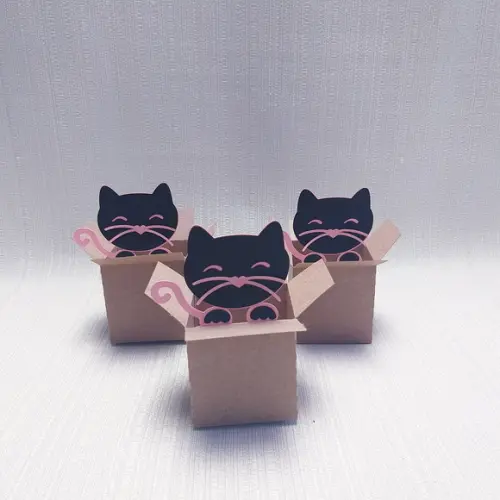 Caixa Mudança Gatinho