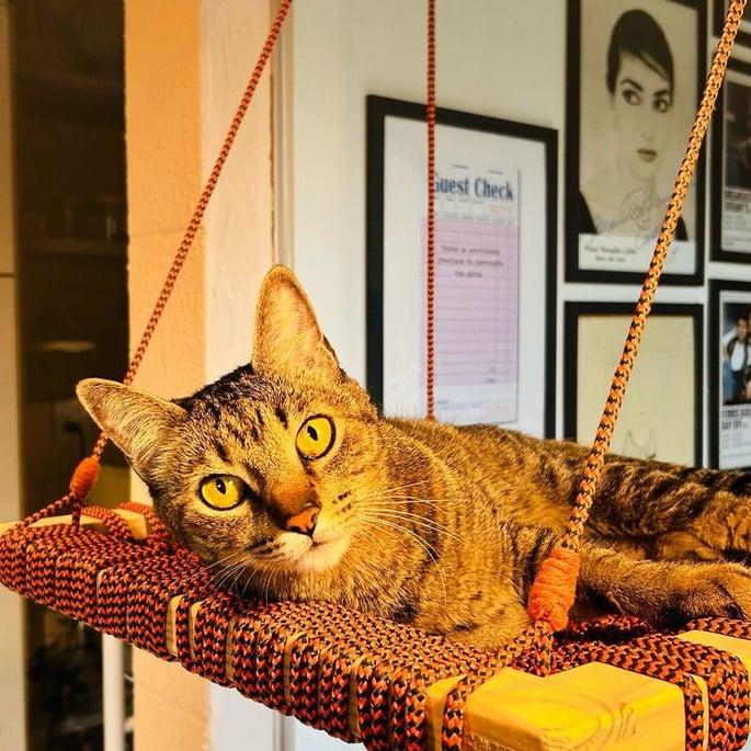 Cama de Gato Suspensa em Macramê