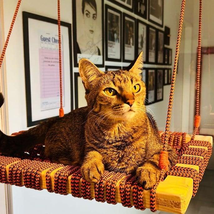 Cama de Gato Suspensa em Macramê