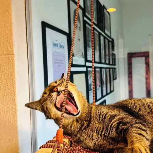 Cama de Gato Suspensa em Macramê