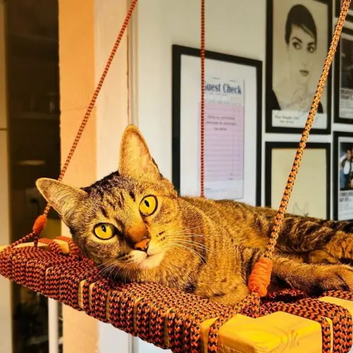 Cama de Gato Suspensa em Macramê