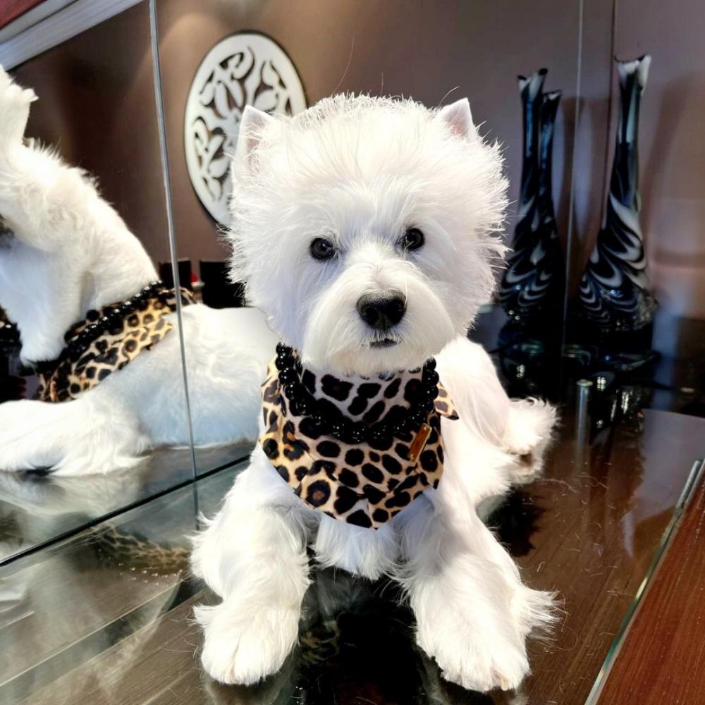 Bandana Pet Oncinha Animal Print - Pp Até Gg - LANÇAMENTO FASHI